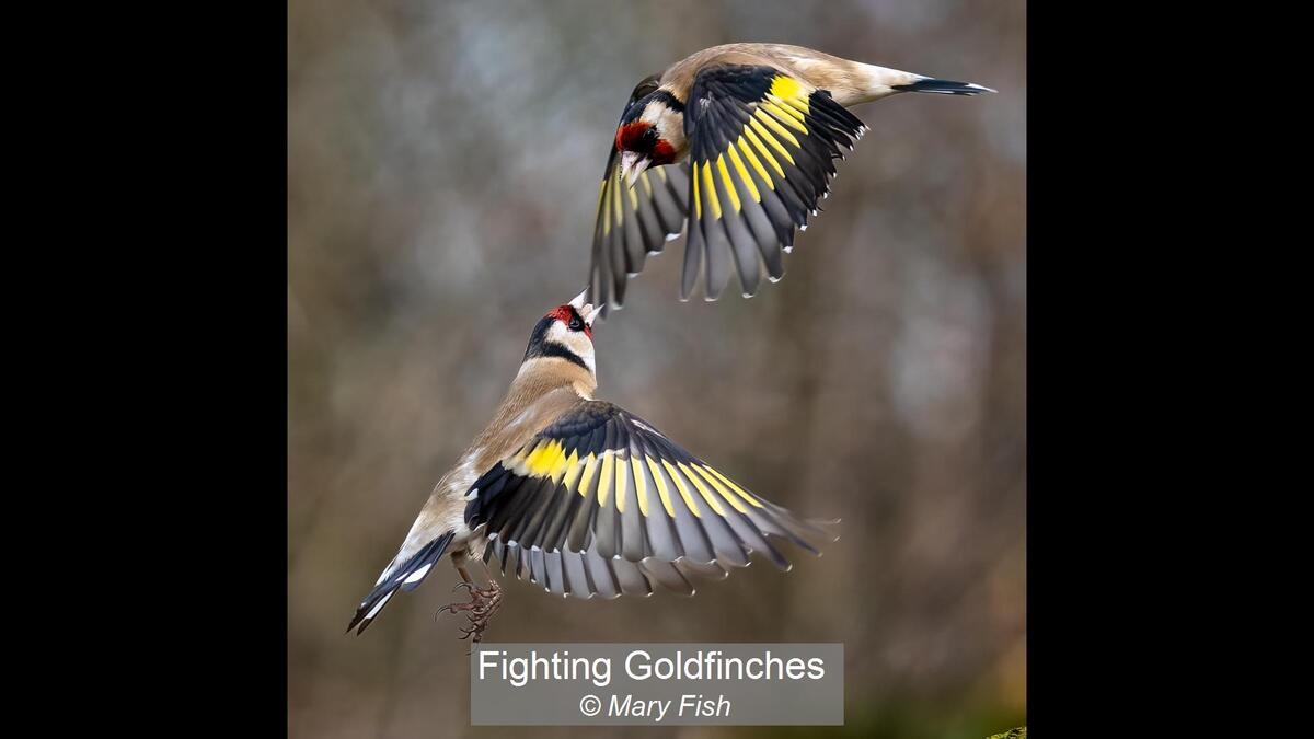04_Fighting Goldfinches_Mary Fish